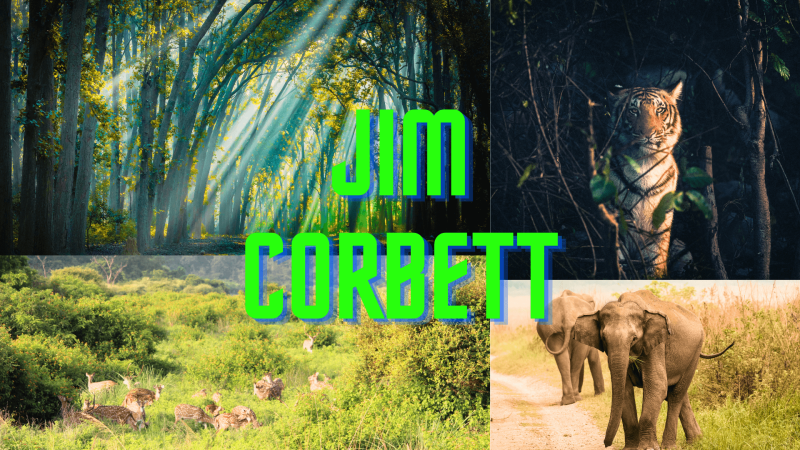 Escape to Serenity: Discover Jim Corbett’s Thrilling Escapes with Club Resorto!